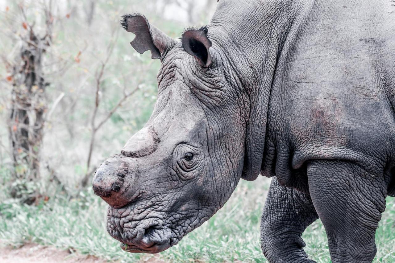 Milima Big 5 Safari Lodge Hoedspruit Eksteriør bilde