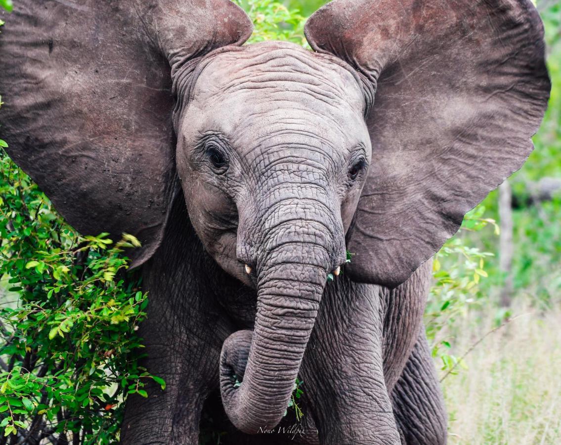 Milima Big 5 Safari Lodge Hoedspruit Eksteriør bilde