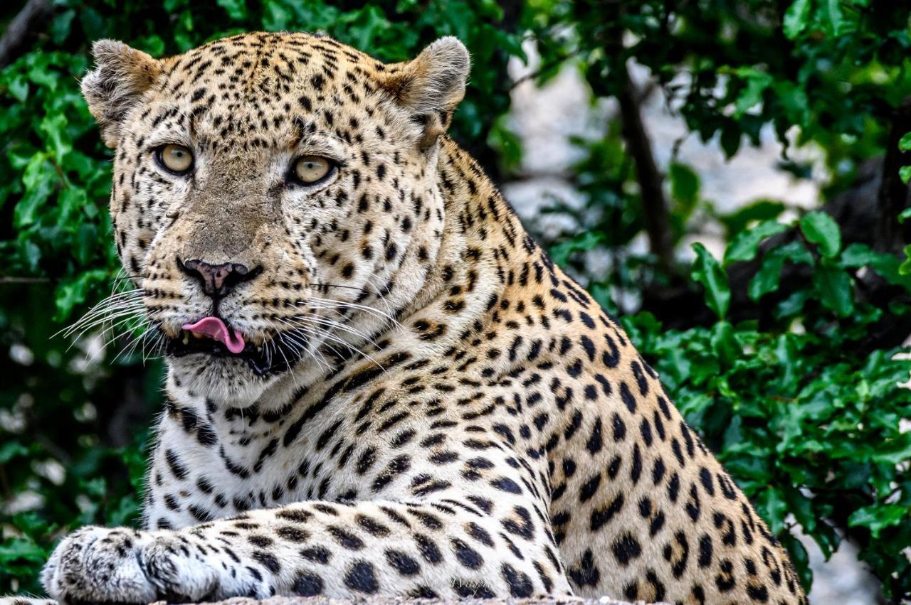 Milima Big 5 Safari Lodge Hoedspruit Eksteriør bilde
