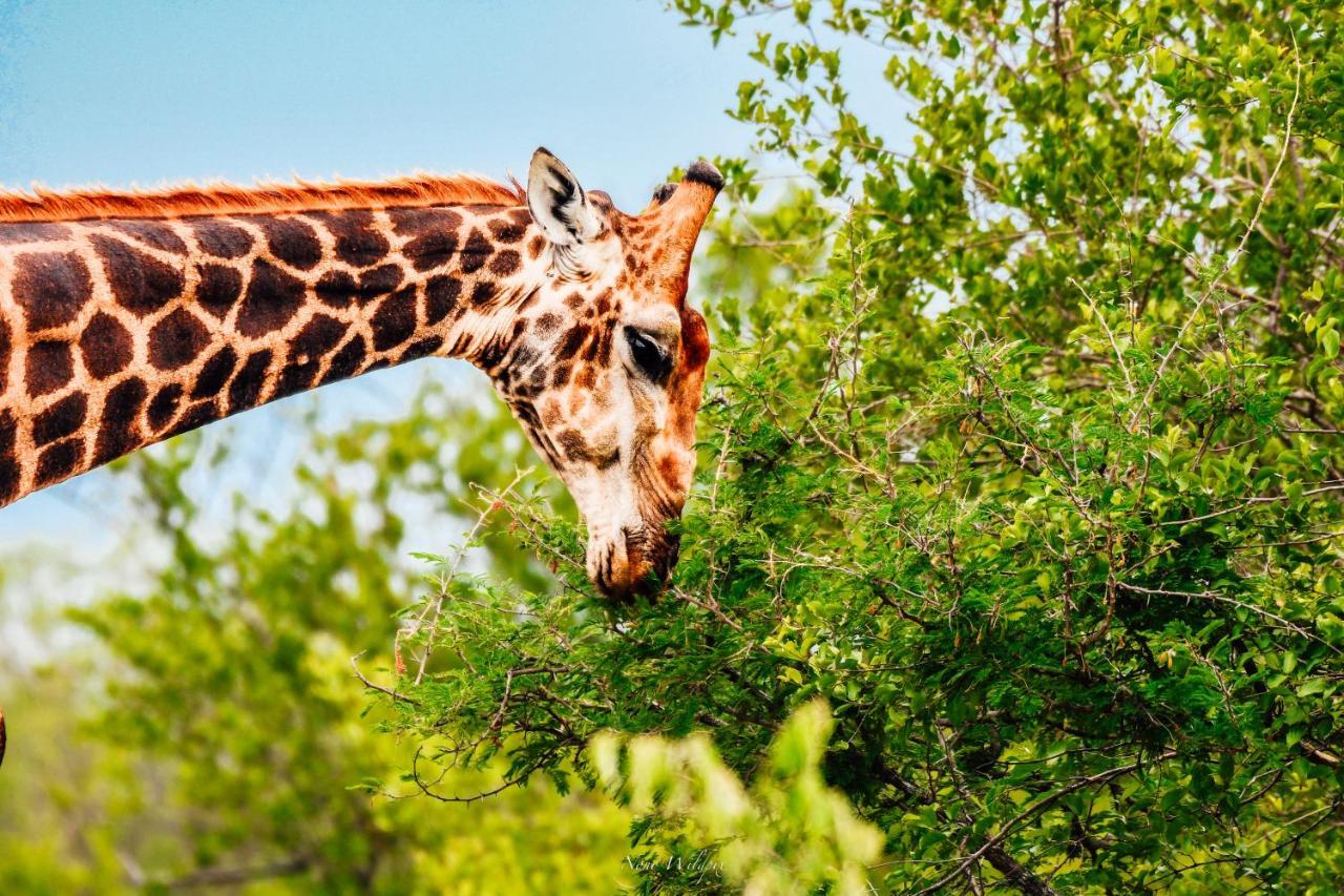 Milima Big 5 Safari Lodge Hoedspruit Eksteriør bilde