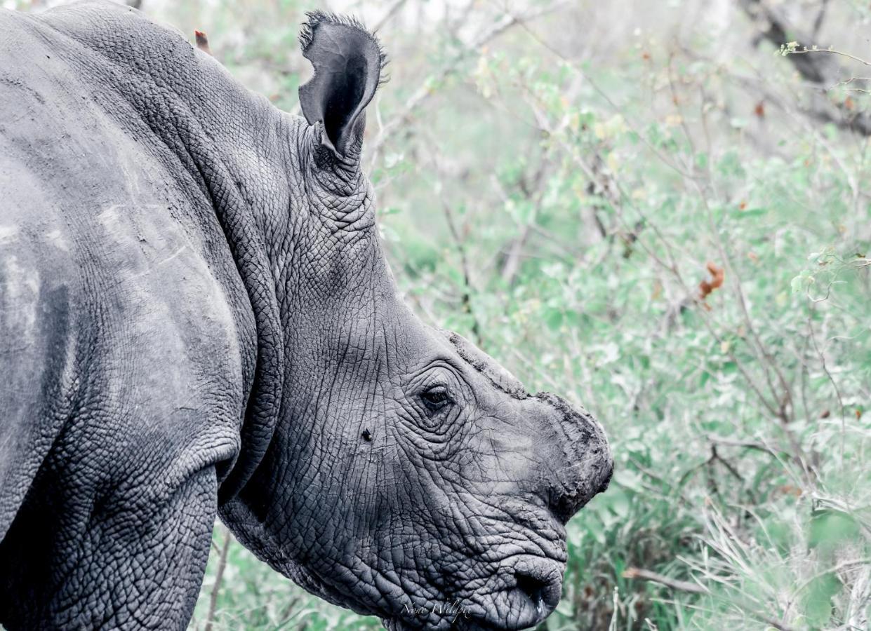 Milima Big 5 Safari Lodge Hoedspruit Eksteriør bilde