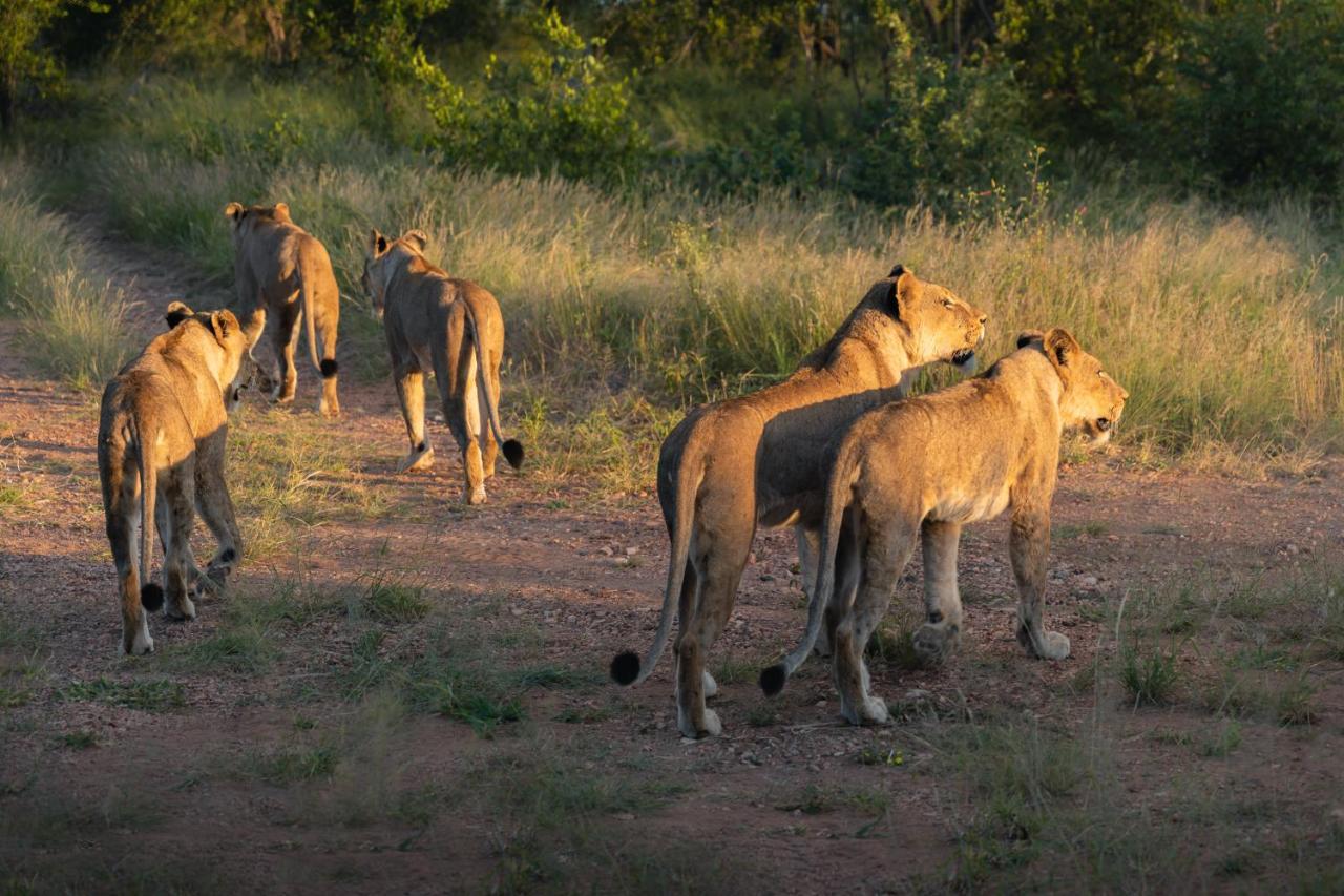 Milima Big 5 Safari Lodge Hoedspruit Eksteriør bilde